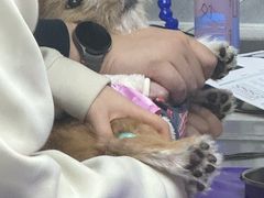 -谐和益家动物医院·免疫绝育·血液透析·宠保定点医院(高新伊藤分院)