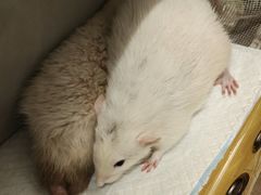 -青石桥花鸟鱼虫市场(叠翠城店)