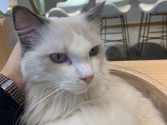 -飞行喵MR PILOT|猫舍·猫咖(静安大融城店)