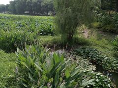 -荷塘月色湿地公园·向阳花洲