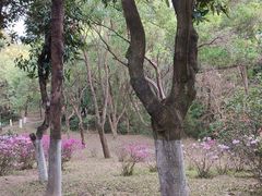 -燕晗山郊野公园