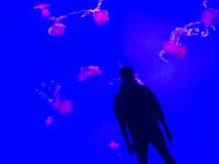 游乐设施-瑞普利水族馆