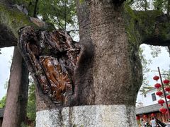 -新安江山水画廊风景区