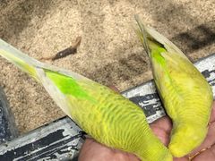 -zoonana室内动物园(东方福来德店)