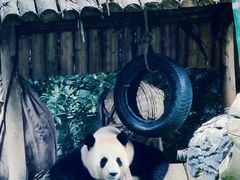 -贵州森林野生动物园