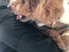 -关爱宠物医院·猫科中心·消化科(滨湖万达分院)