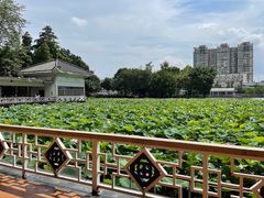 -荔湾湖公园