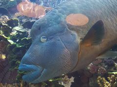 -迪拜帆船酒店海底餐厅