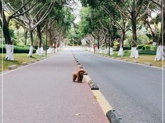 -五缘湾湿地公园