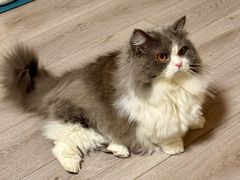 -猫大福·Fortune Cat猫舍(百子湾店)