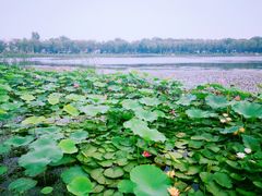 -素心小筑(后沙裕镇店)