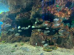 -沙沙哗啦海洋馆(华宇百花谷店)
