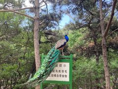 -燕塞湖鸟语林景区
