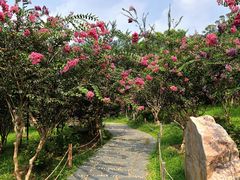 -深圳仙湖植物园