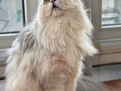 -猫小院猫主题咖啡厅(北锣店)