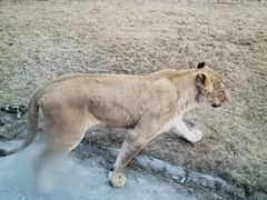 -北京野生动物园