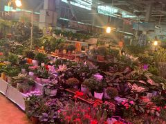 -大自然花鸟鱼虫市场