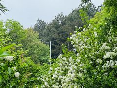 -铁山坪森林公园