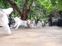 -TrueLove @ Neverland (Husky Cafe)