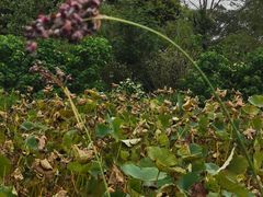-三圣花乡旅游区