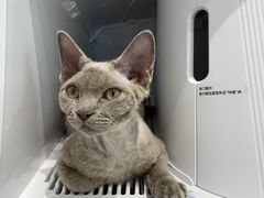 -PETKIT 小佩宠物·德文赛凯猫舍