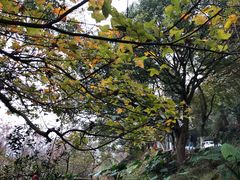 -广州市石门国家森林公园
