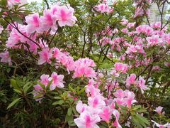 -重庆平顶山公园