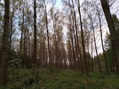 -黄海国家森林公园