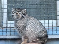 -青藏高原野生动物园