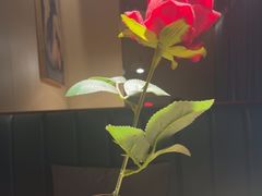 -三强鸽子(胜利路店)