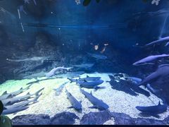 -烟台海昌鲸鲨海洋公园