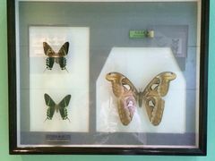 -上海昆虫博物馆