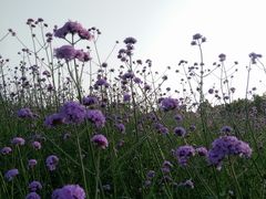 -深圳湾公园(南山区)