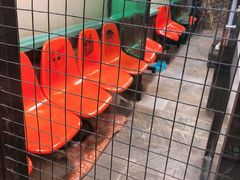 -猫咪博物馆(顶澳仔猫街店)