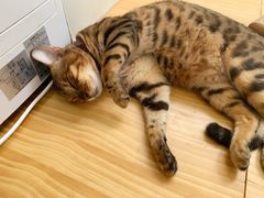 -李小姐の猫咖啡馆(五角场店)