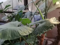 -顺峰·粤菜海鲜·早茶自助(阜成店)