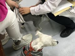 -达爱动物医院·犬猫分区·CT·复杂眼科(远洋山水分院)