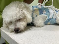 -艾吉宠物医院·疑难杂症转诊中心·猫友好(碧江路院)