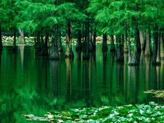 -白鹭湾湿地公园