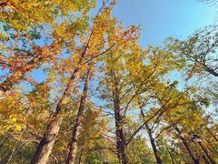 -白水寺森林公园