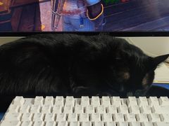 -创凡宠物医院·骨专科  猫科中心(西乡分院)