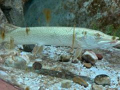 -东方巨龟苑景区