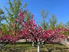 -朝阳公园游乐园