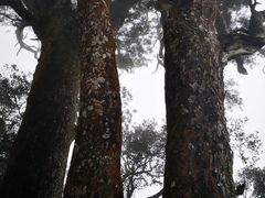 -海南热带雨林国家公园吊罗山景区