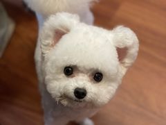 -PETKIT小佩宠物·低压洗护(国顺东路店)