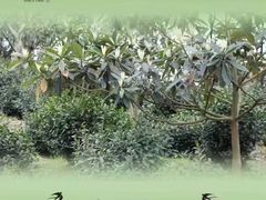 -张一元(世纪金源购物中心东区店)