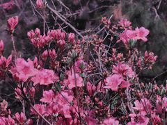 -木兰云雾山