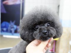 宁波A级宠物美容-诺比宠物医院心脏内科·泌尿肾内外科·骨科急重症
