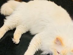 -猫小院猫主题咖啡厅(北锣店)