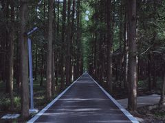 -东平国家森林公园